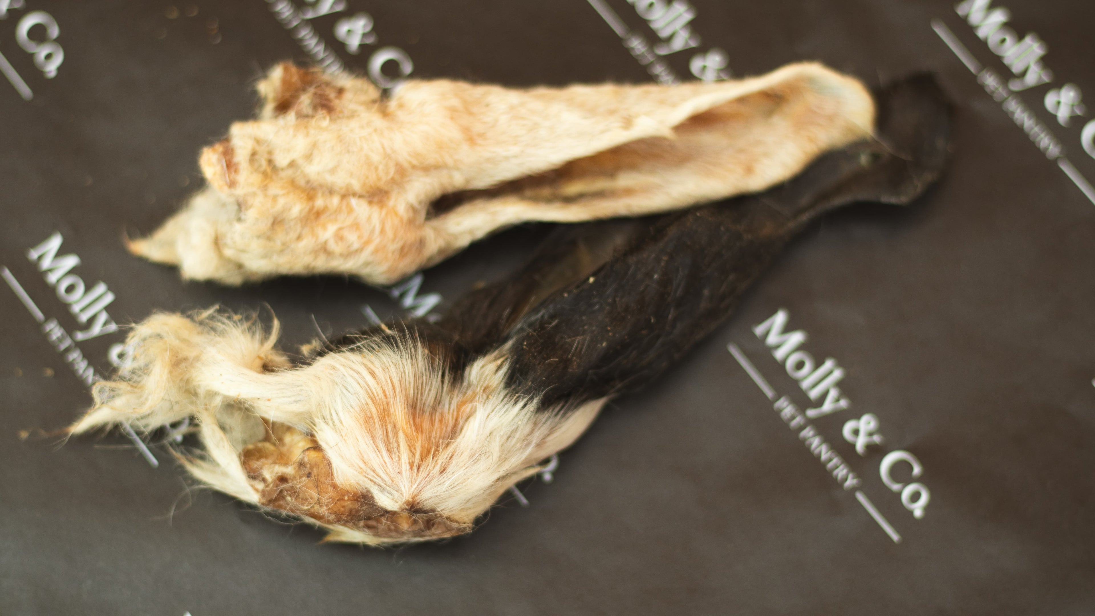 Hairy Lamb Ear